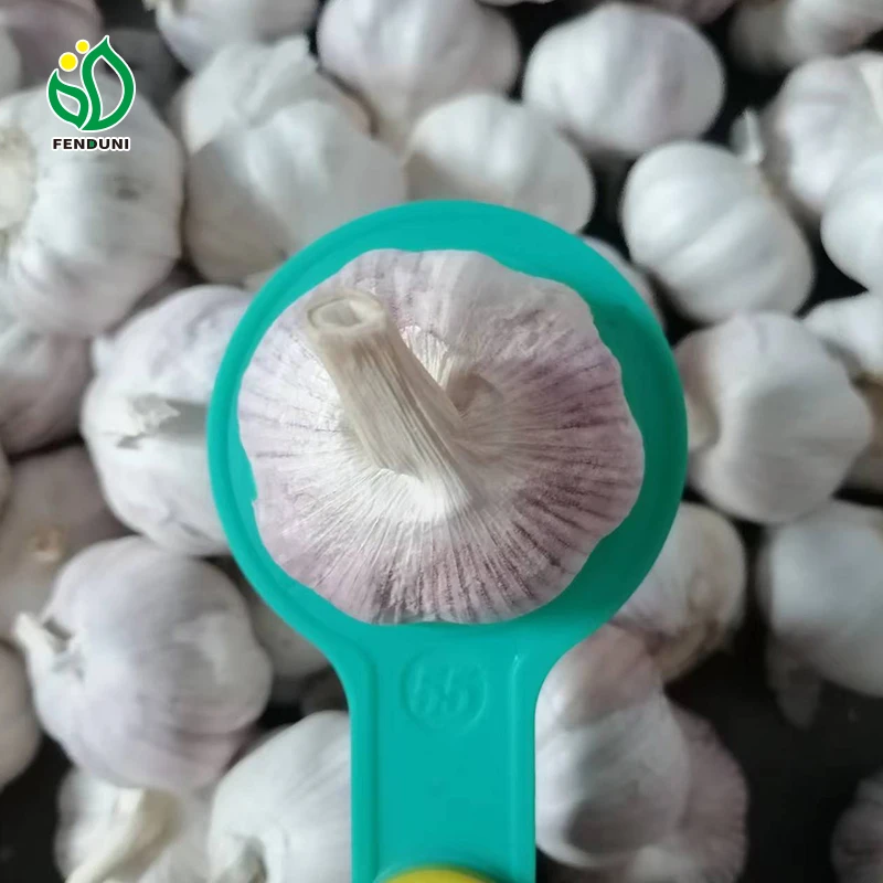 New Crop 2024 Fresh Garlic Export To Kenya Normal White Garlic Chinese Garlic with 10kg Carton