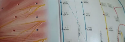 Medical Colorful Plastic 178cm Human Life Size Deluxe Acupuncture Point Model For Teaching And Learning Chinese Medicine