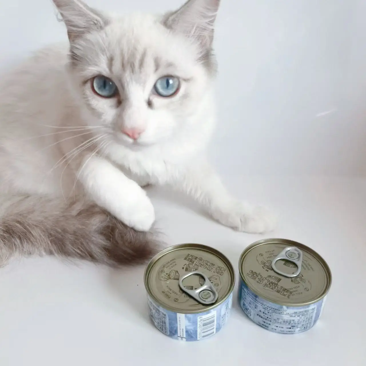 OEM Wet pet canned food economic chicken or tuna chunked in sauce 85g/100g POUCH wet food for cat