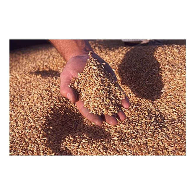 
Ukraine Fresh Style organic soft wheat grain for hot saling 