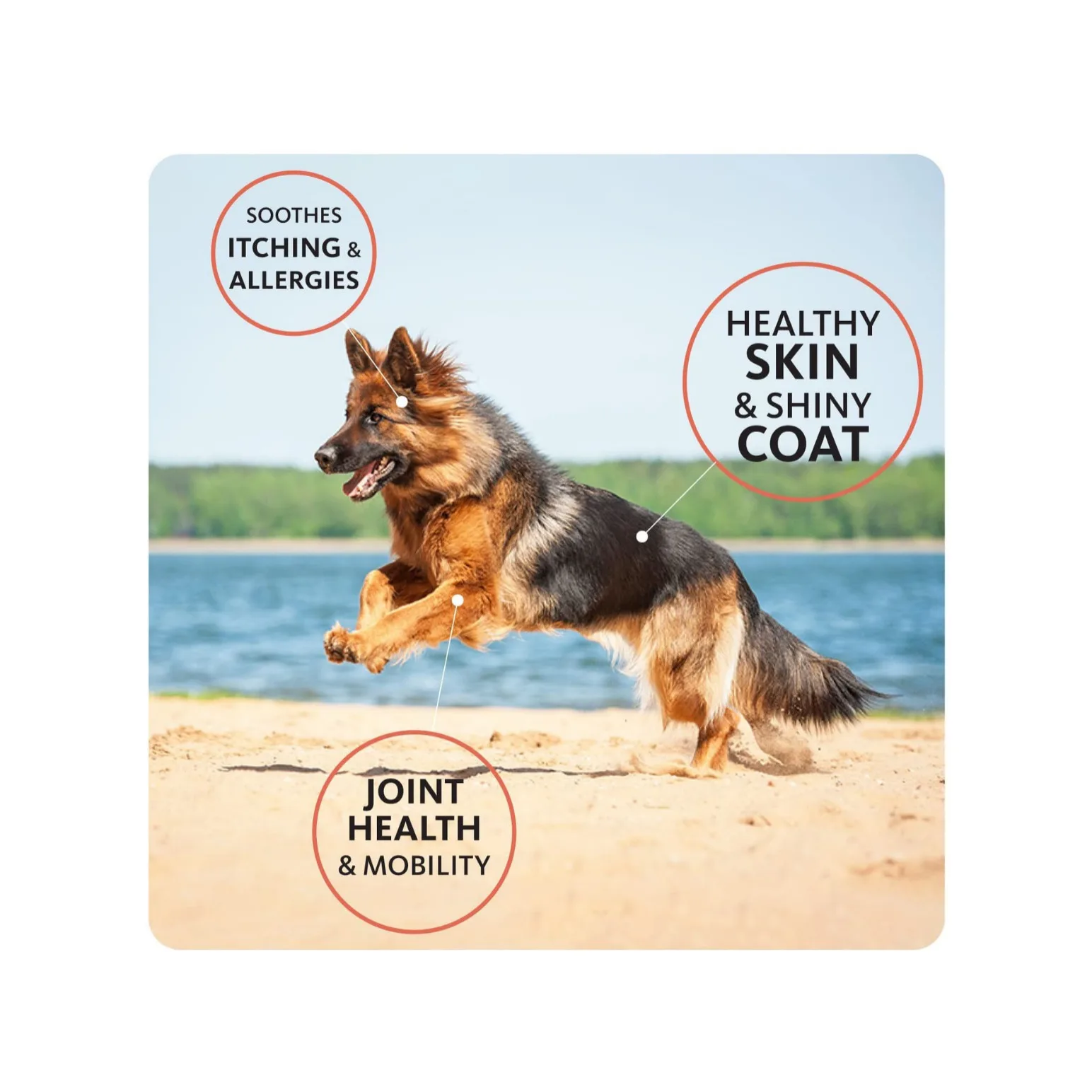 100% Natural Salmon Oil For Dogs Pet Health Care Supplements Salmon Oil Pet Supplement For Skin And Coat