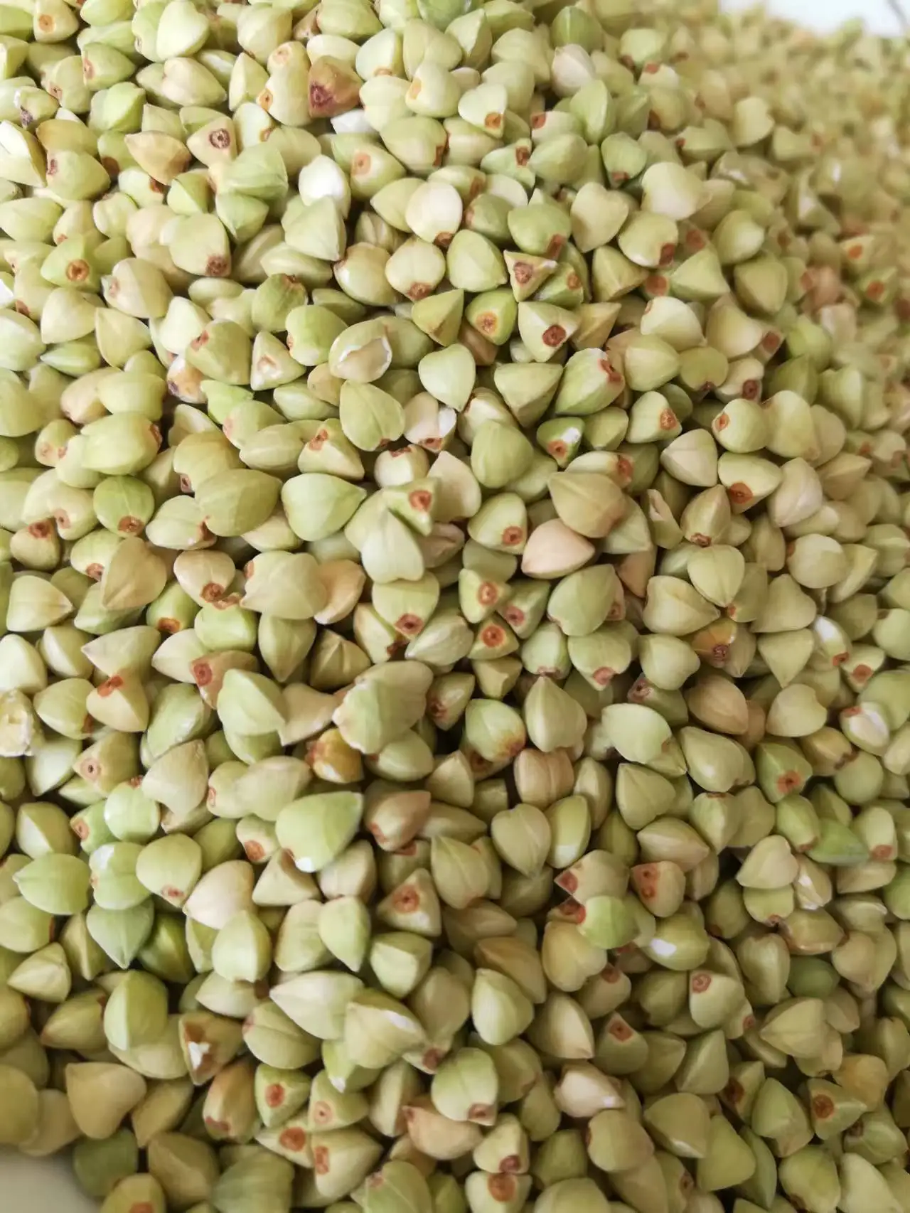 Professional Factory Agricultural Products Organic Raw Buckwheat Kernel