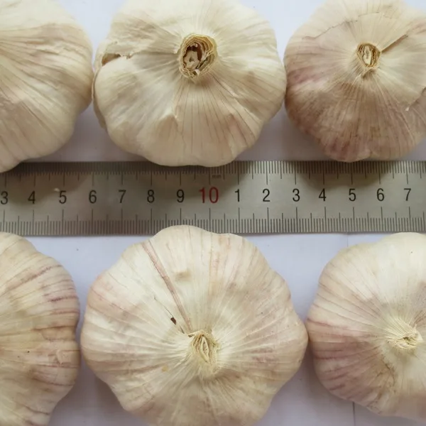
China size 4.5-6.0cm natural garlic 