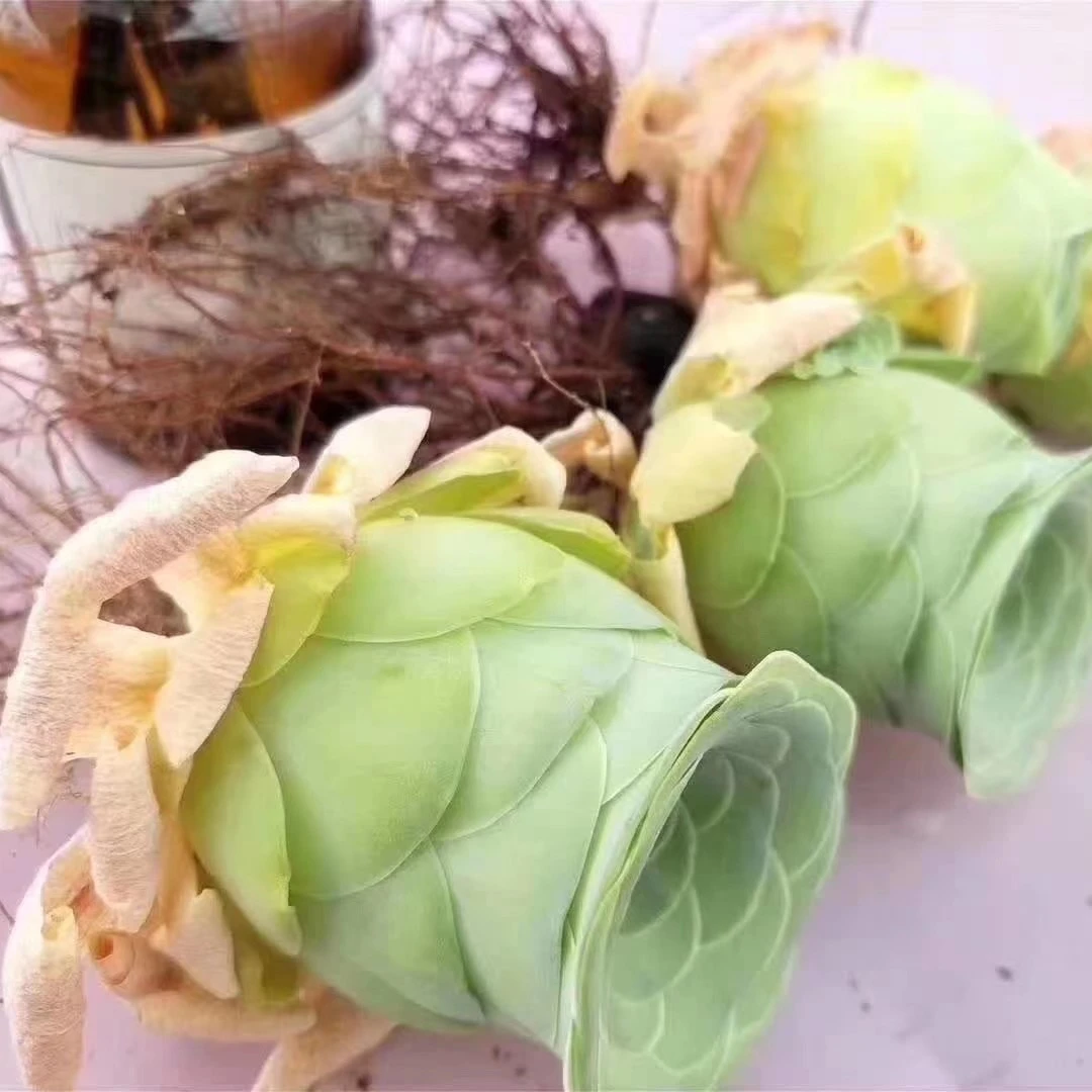 
Rose Succulent wholesale cactus wholesale natural plant succulent pot Korea Succulent Plants 