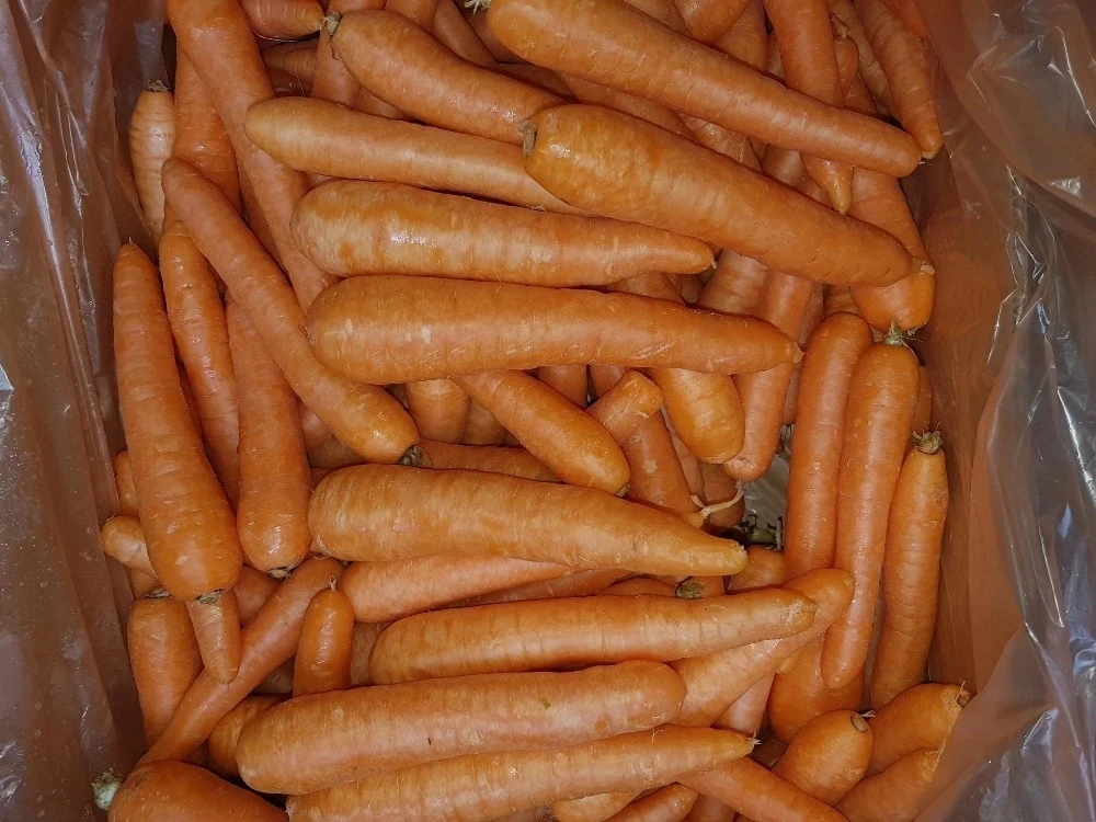2020 Greek bulk vegetables carrot harvester fresh carrots