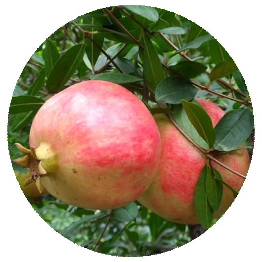 High quality Hot sale Punica granatum seeds Good taste fruit seeds for sale Tropical Fruit Tree seed