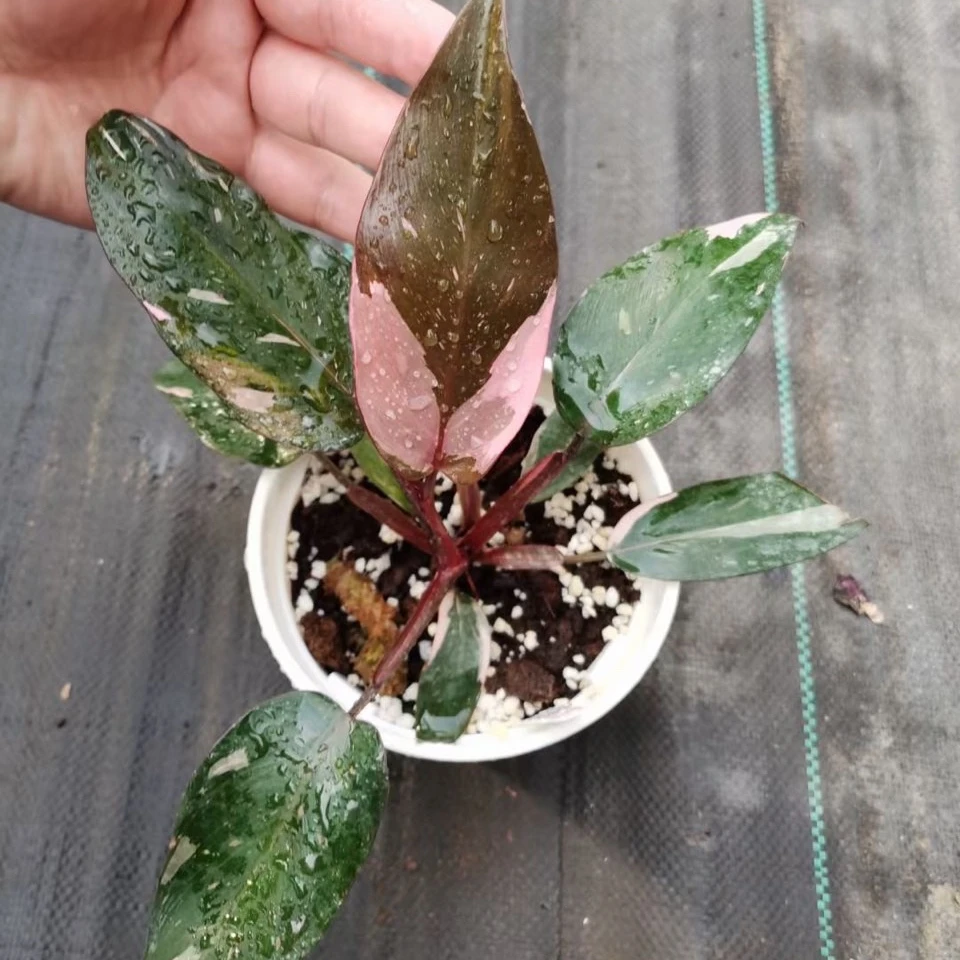  Розовая Принцесса Philodendron в
