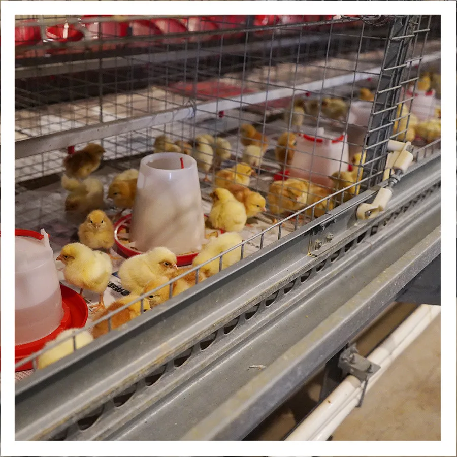 Baby Layer Pullet Battery Chick Cage System for Nigeria Sale with Manure Belt