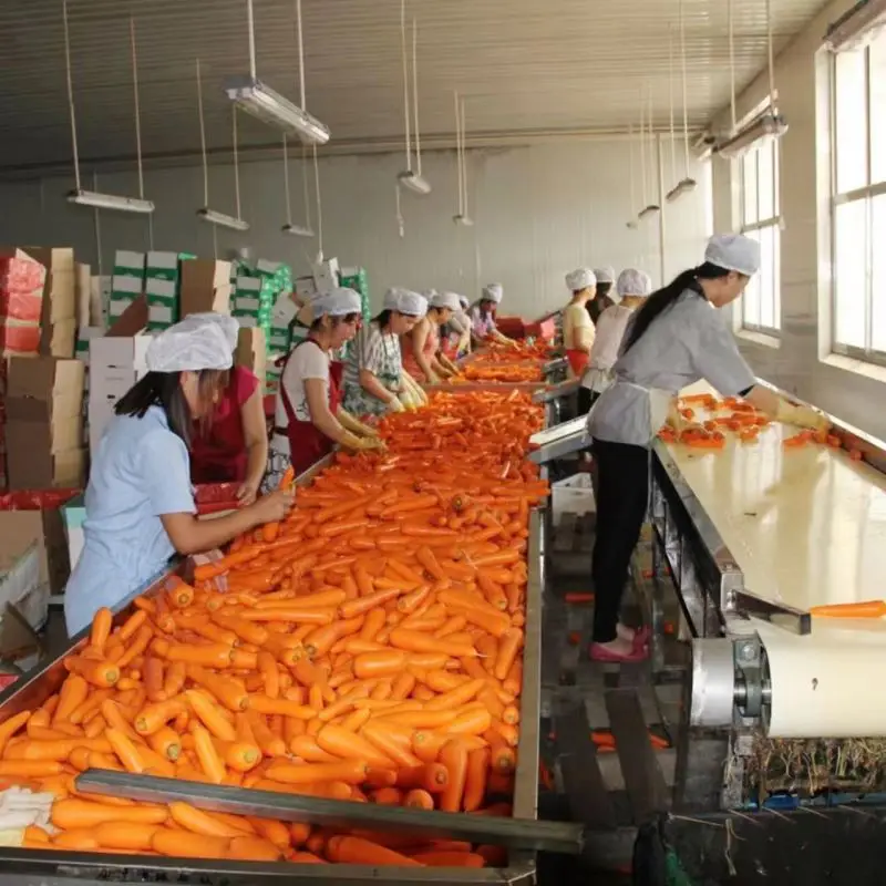 Cheap Price Wholesale Carrots Hybrid Seed Carrot Seeds For Planting