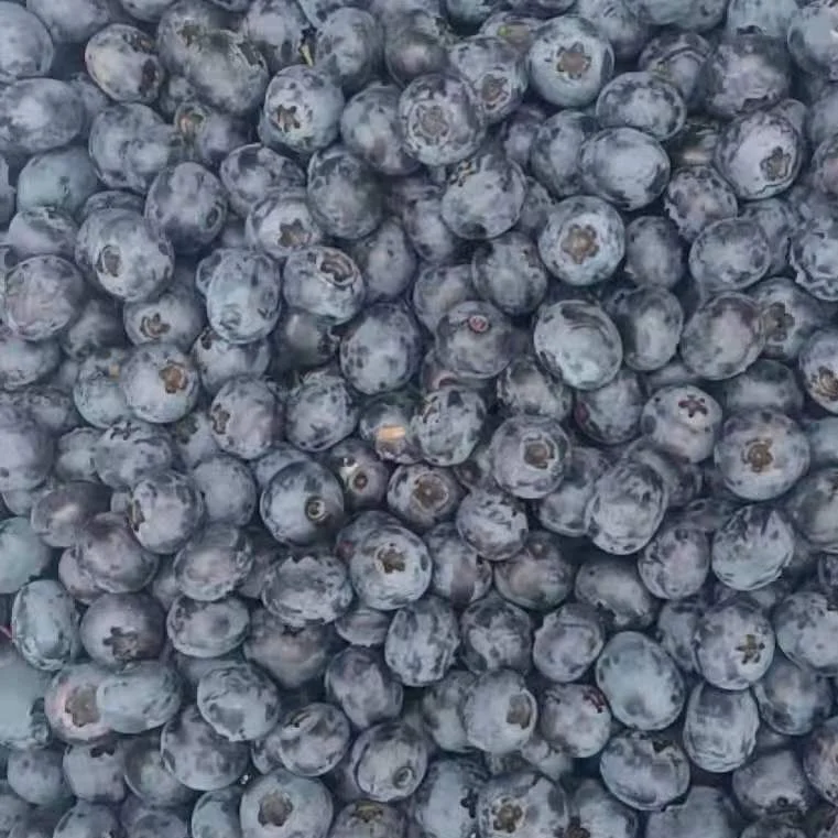 Good Taste IQF Fruits Frozen Whole Blueberry