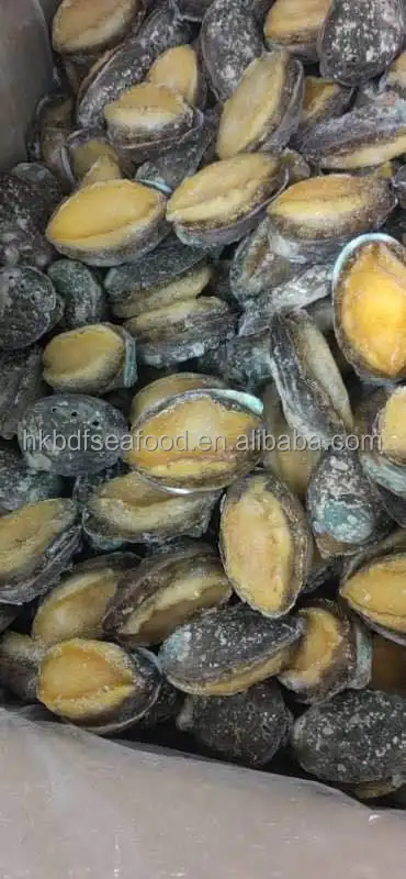 Морское ушко с раковиной Fujian