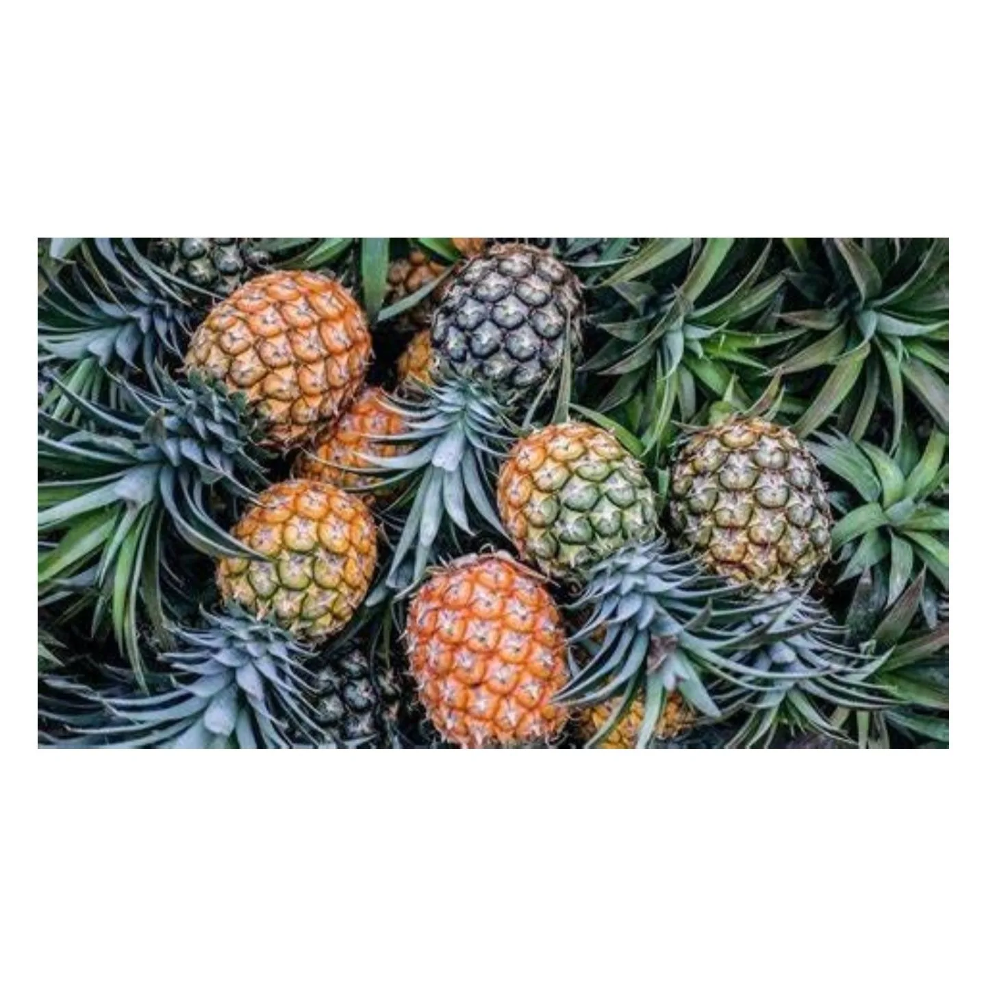 
Ready To Export Large Fresh Pineapple Fruit for Sale 