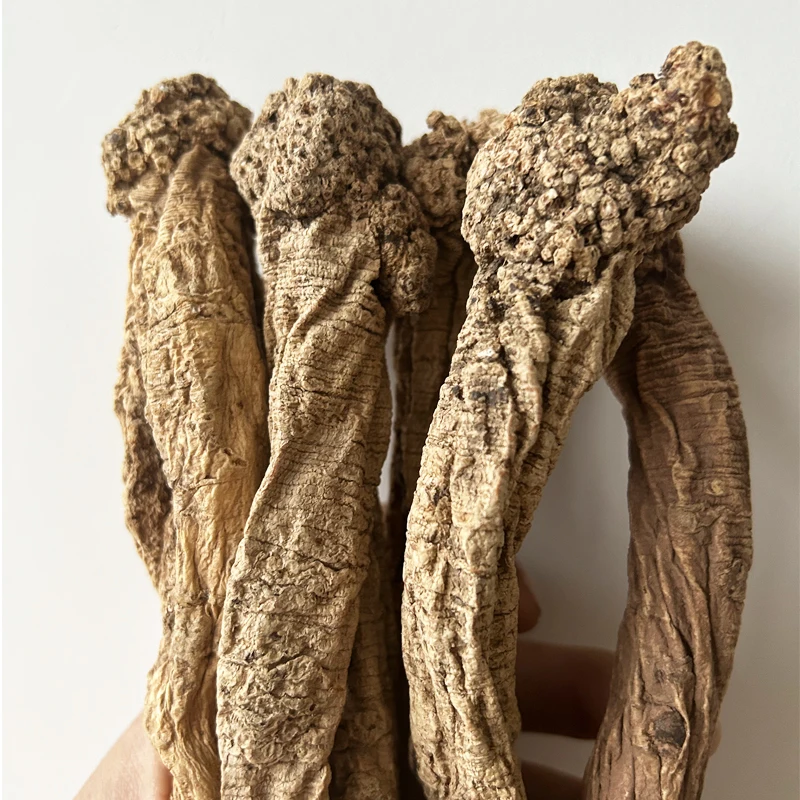 Gansu Zhongzai artificial Extra large codonopsisv Codonopsis pilosula dangshen Old codonopsis Keeping in good health