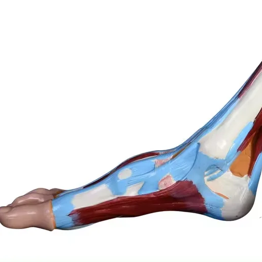 Human Medical Foot Anatomical Model foot anatomy model