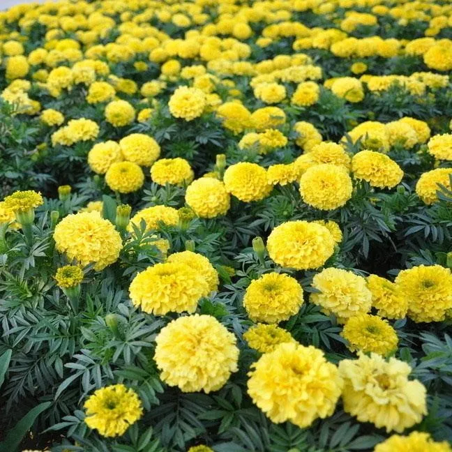 2021 семян хризантемы высокой чистоты, гибридные семена календулы