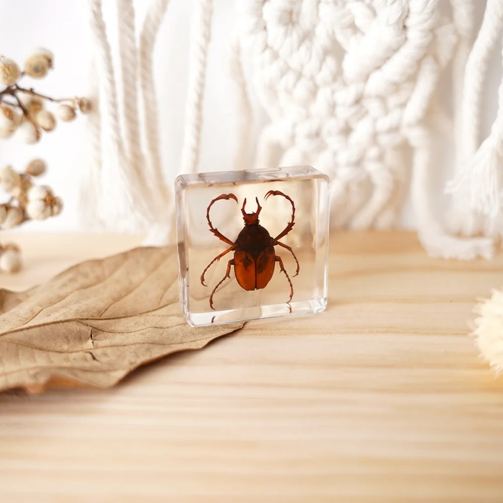 Real Insects Paperweight Taxidermy Specimen Resin Biological Model Educational Supplies Teaching Resources Animal Pattern Study