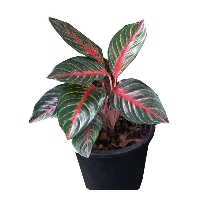  Оптовая продажа горшочные растения Aglaonema из Таиланда Лучшая цена попробуйте