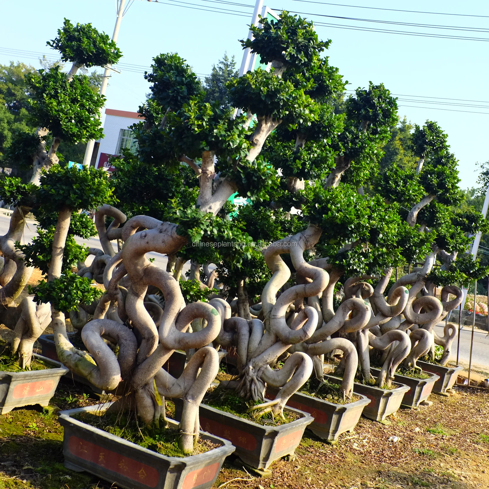 
Strange root ficus bonsai tree of outdoor plants for nursery garden landscape 