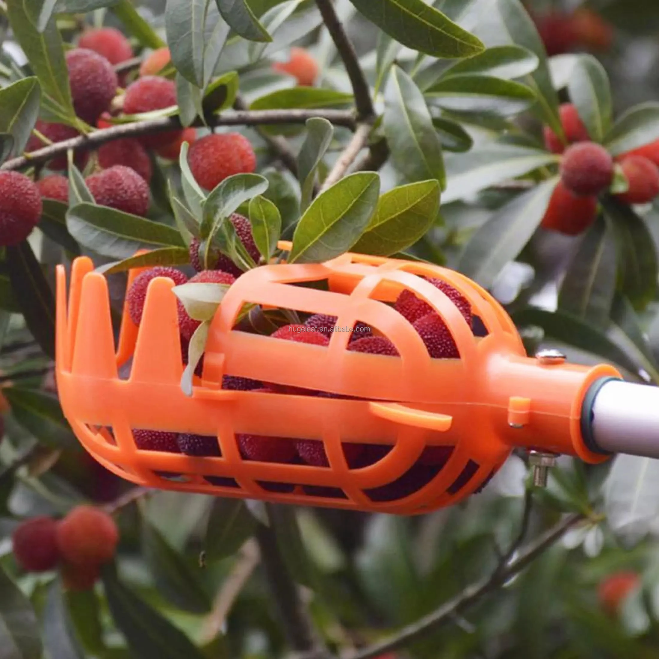 Gardening Fruit Harvester Tool Plastic Harvester Picking Head Lightweight Fruit Catcher Extendable Handle Fruit Picker
