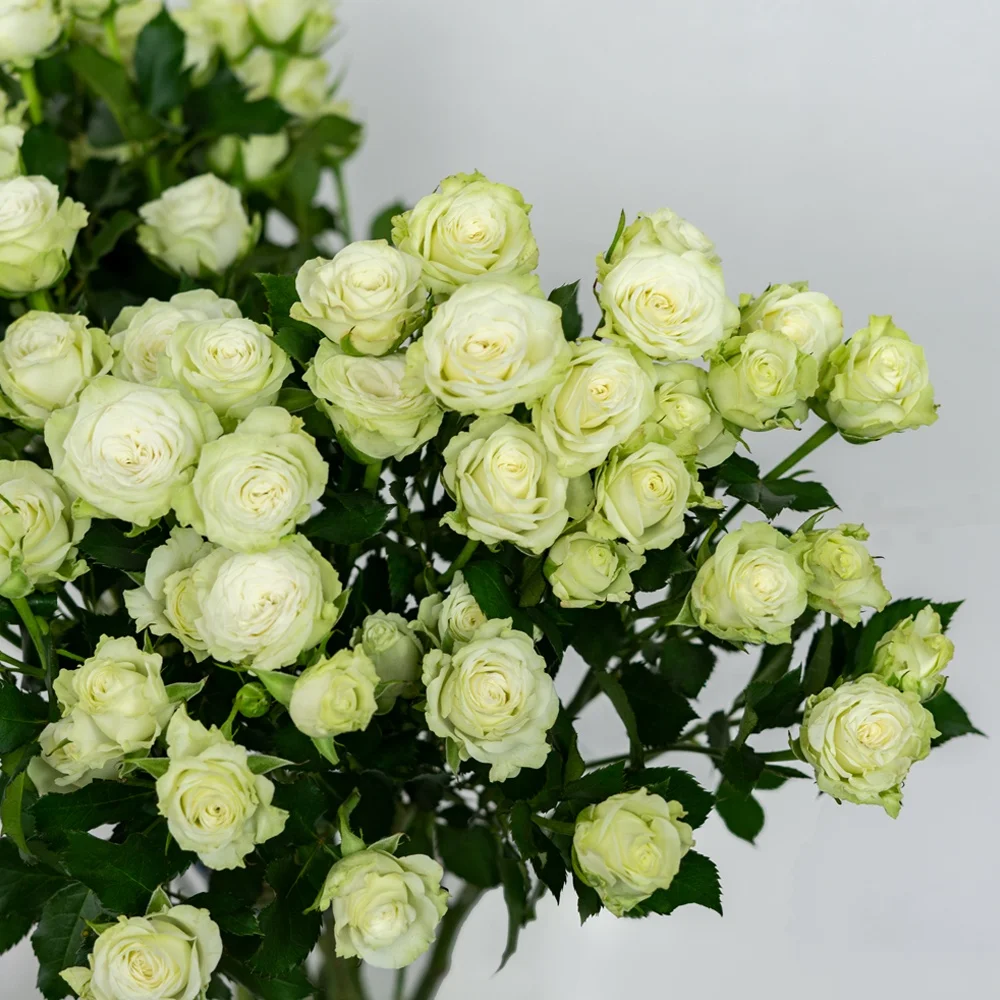 Competitive Price Home Wedding Decor Green White Long Stem Natural Roses Fresh Cut Flowers