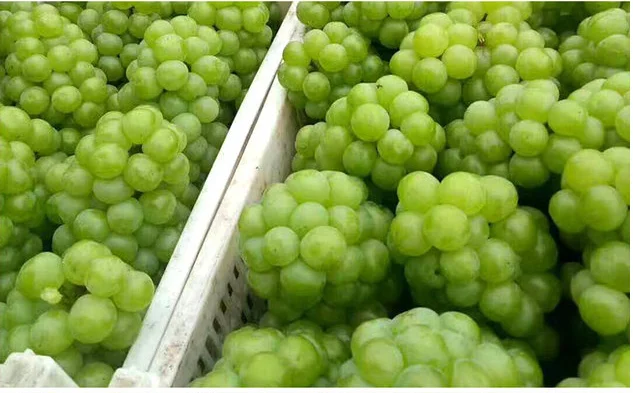 
High quality Bulk Peeled IQF Frozen Grapes 