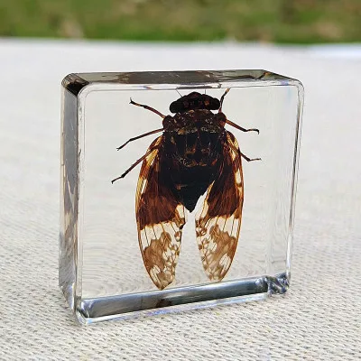 
Many types of embedded specimens Cheap acrylic resin biological plant real insect specimens 