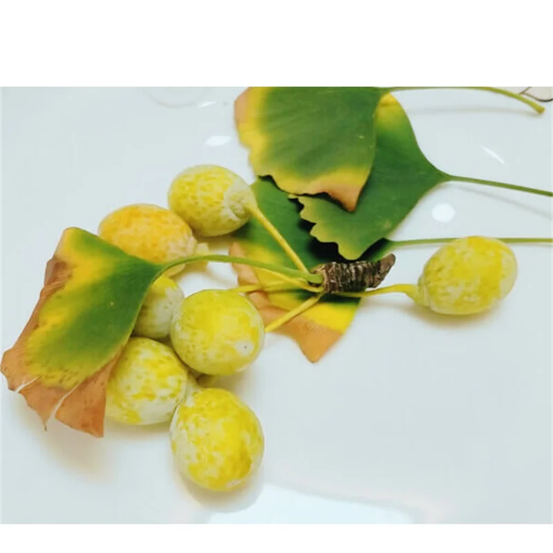 2023 High Value Longevity Fruit Ginkgo Fresh raw Ginkgo with shell White kernel unbleached wild ginkgo fresh Silver Almond