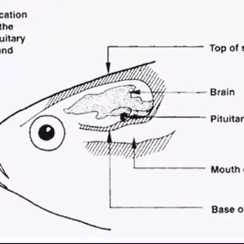 High Quality Pituitary Gland Fish Carp Pituitary Glands for fish sprawning