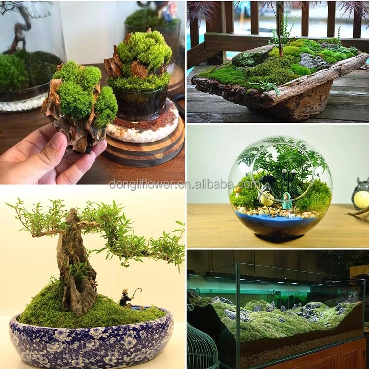 moss application.jpg