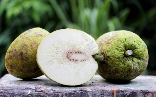ATL GLOBAL -  Fresh Bread fruit with high quality from Vietnam( Whatsapp: +84975262928, Helen)