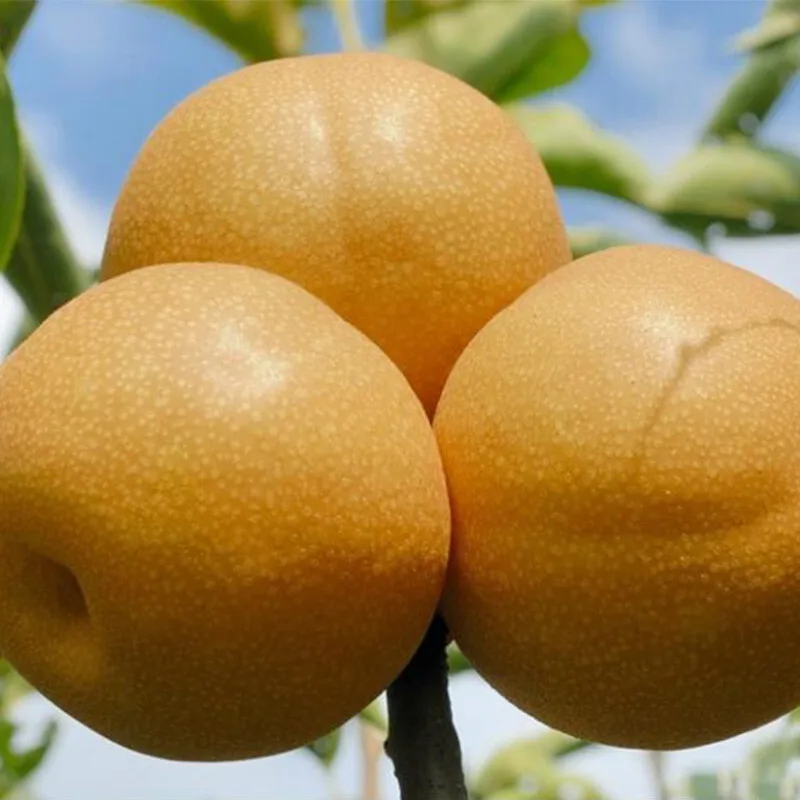Price of fresh pears exported from China with high-quality Chinese pear fruits
