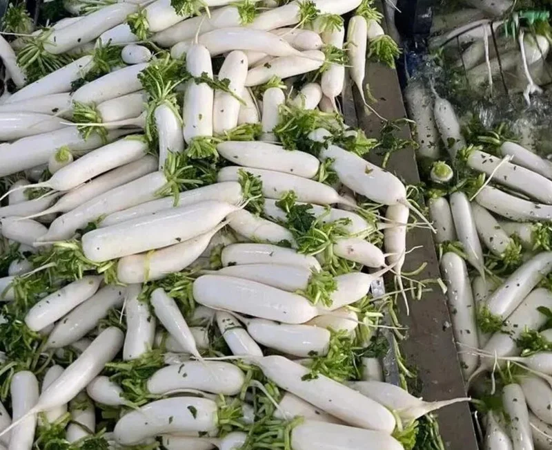 High quality vegetable fresh daikon radish