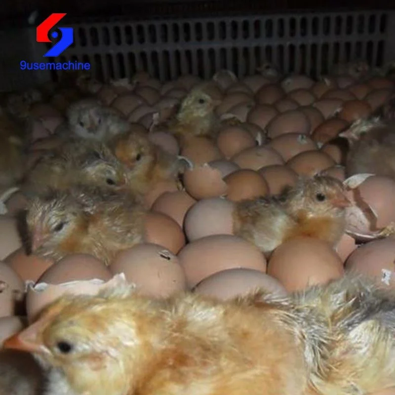 Durable incubator for egg hatching bird egg incubator temperature humidity controller egg incubator for sale