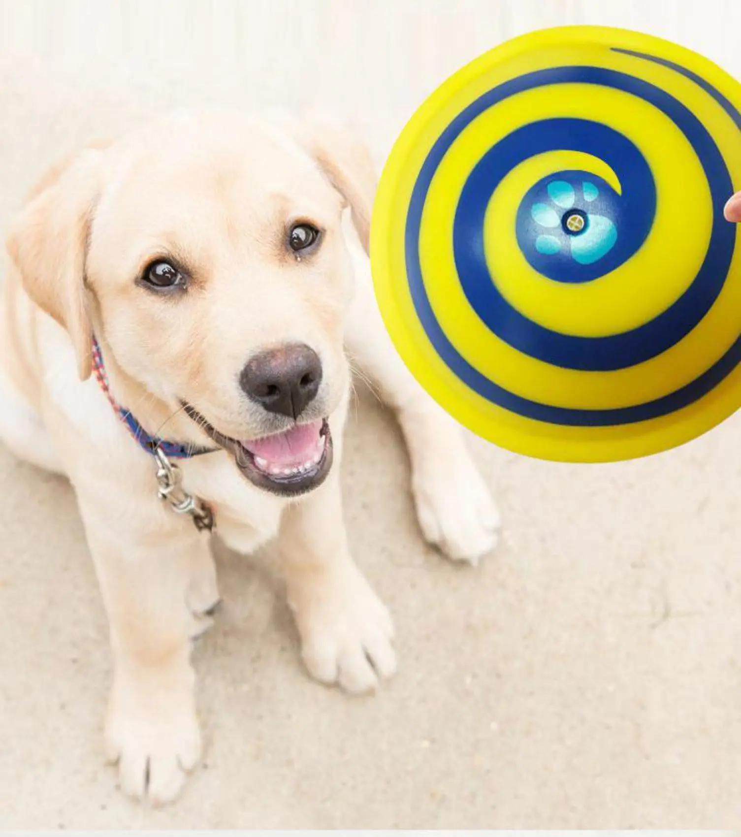 
Hot Sale High Quality Sounding Disc Soft Safe Indoor Toy Pet Dogs Toy Entertainment Pet Play Accessories Toy 