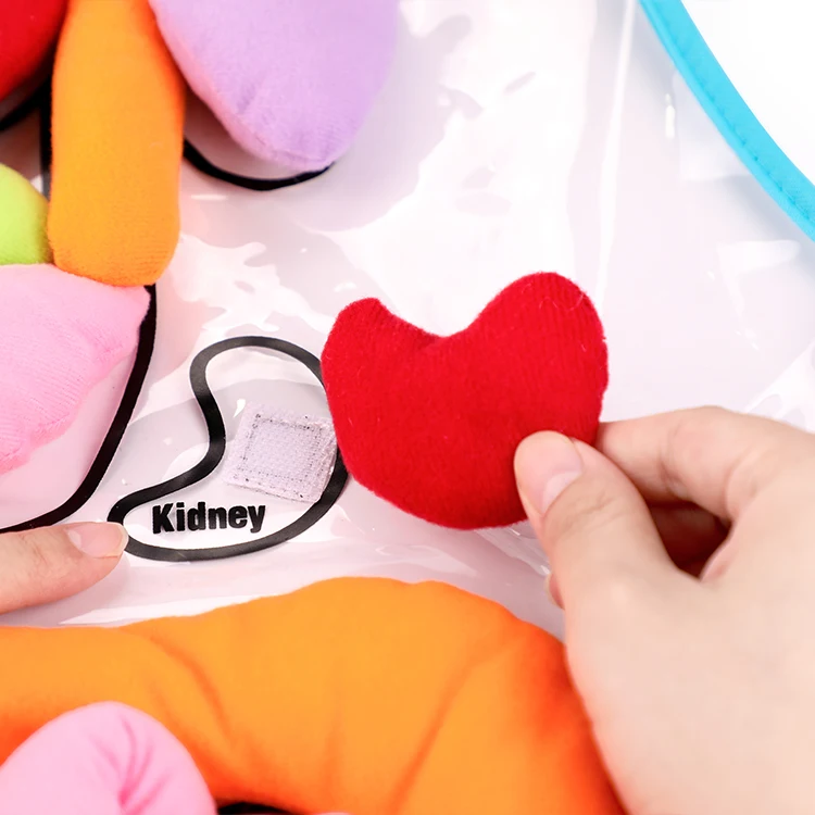 High Quality Customizable Colorful Montessori Sensorial Preschool Body Organ Teaching Aids Apron Kids Training Aids Baby Educati