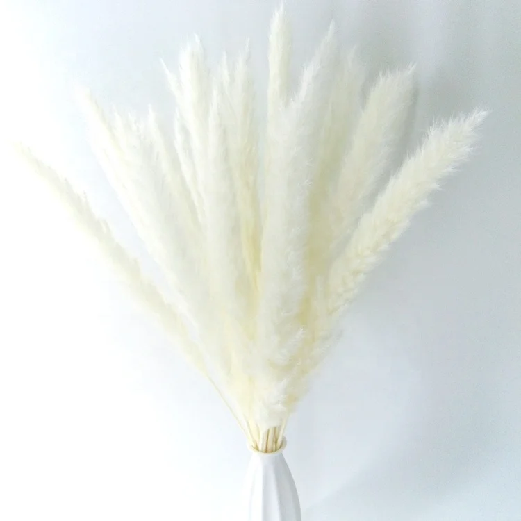 log price dried white 60cm pampas pink natural dried grass dried wheat grass