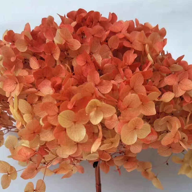 DIY Material Immortal Preserved Fresh Anna hydrangea Flower the Colorful Forever Lasting hydrangea With branches