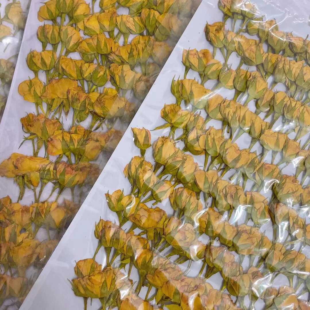 Real Dried Pressed Flower Rose Bud with Branch