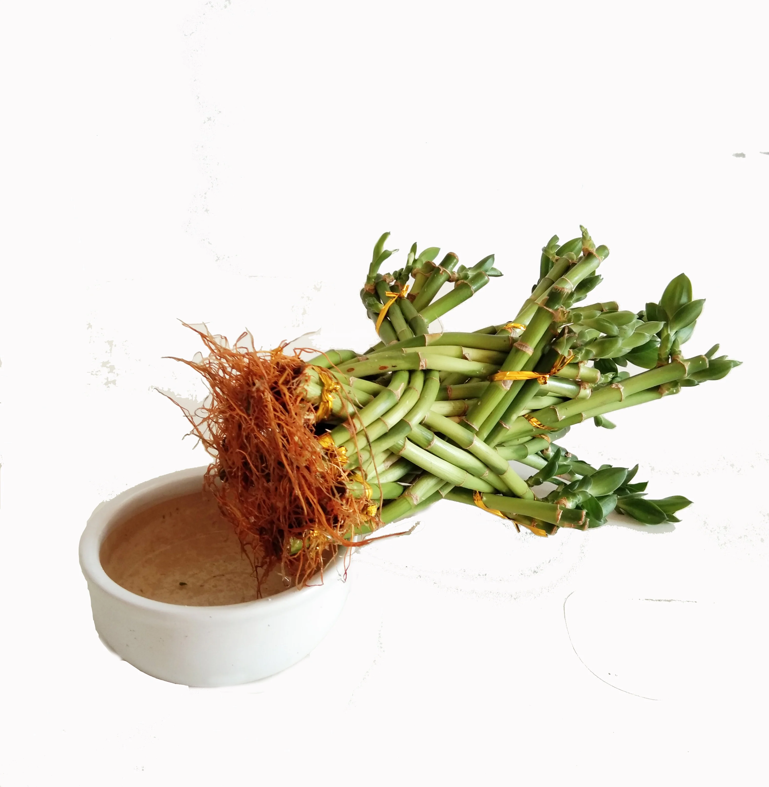 Indoor basket Bamboo lucky Bonsai Nursery Garden Plant