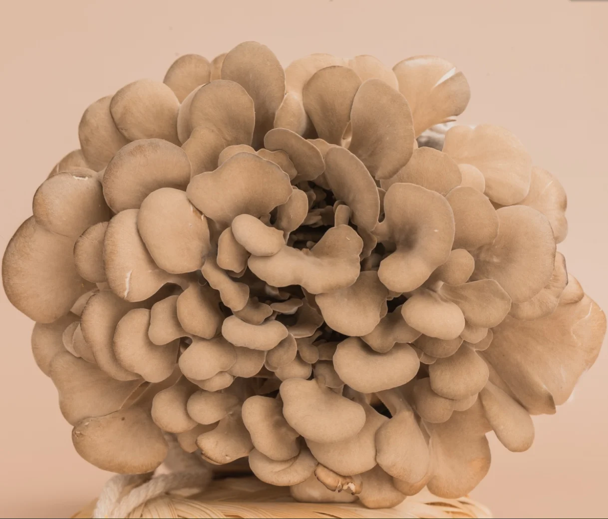 
China professional mushrooms Finc Brand Fresh Raw Grifola Frondosa Fresh Mushrooms 