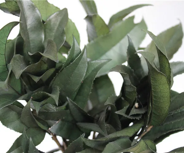 Preserved Osmanthus branches for  Home flower arrangement and Garland decoration