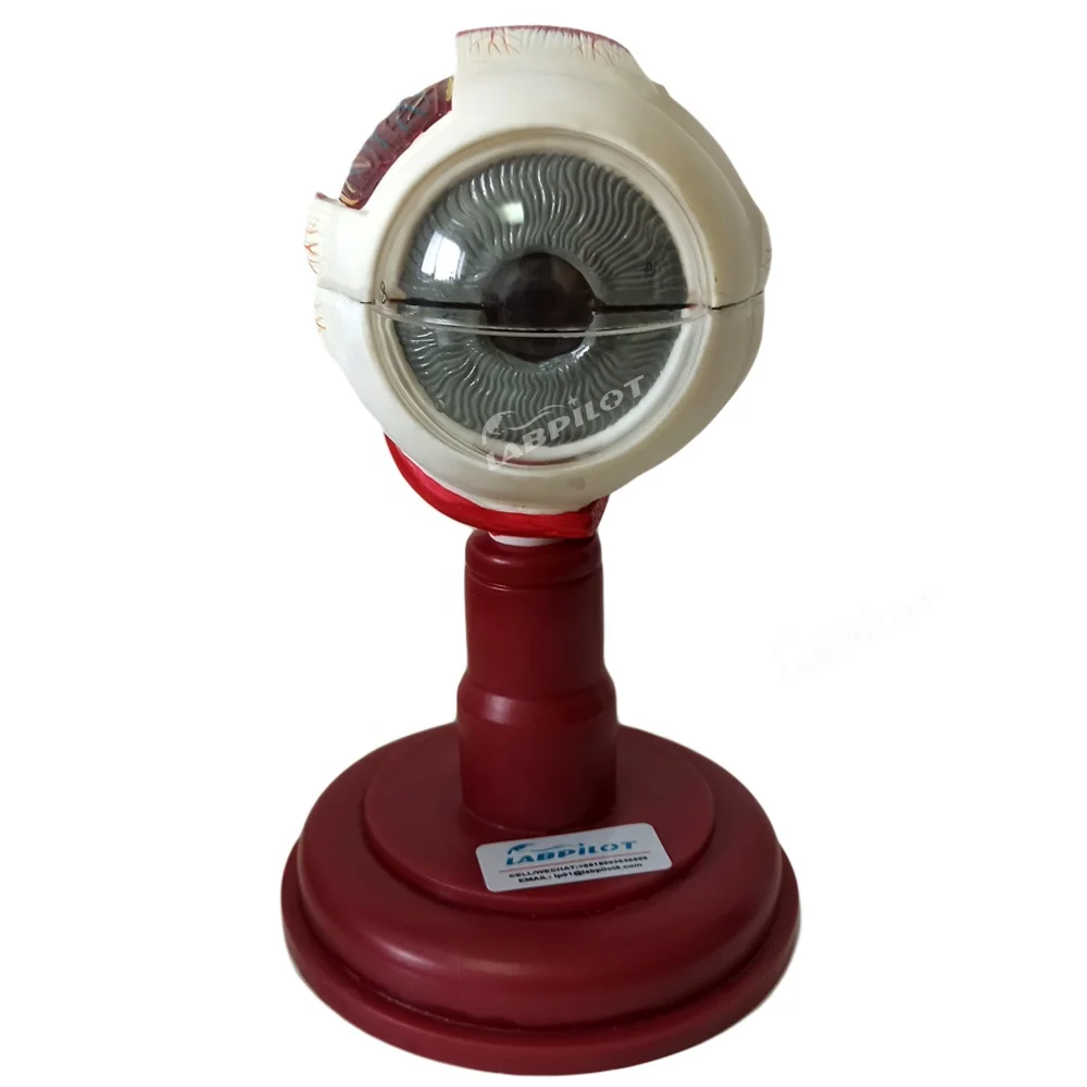 Enlarged Eyeball Model, Medical Teaching Eye Model Human Lens Retina Medical Teaching Simulation