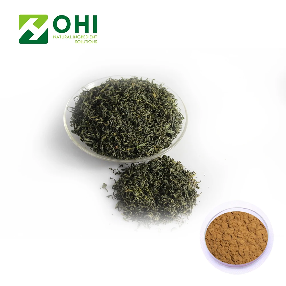 100% Nautral Green Tea Extract 20% L- Theanine Camellia sinensis O. Ktze 98% Polyphenols EGCG