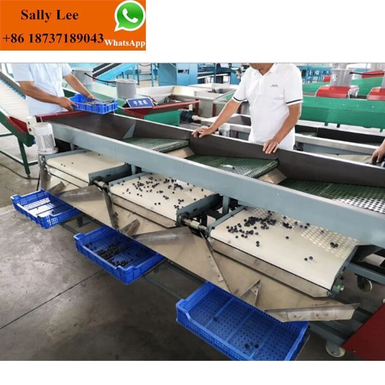 Kiwi Dragon date palm Fruit Sorting