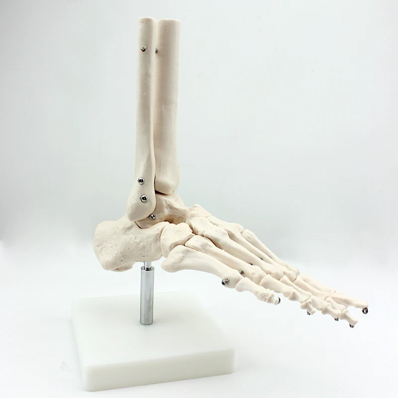 Human Teaching Skeleton Model Spinal Column Model Foot Bone with Natural size of pvc