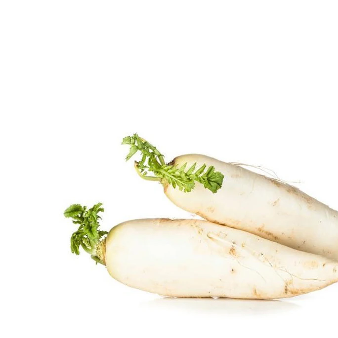 Good Quality Best Price Fresh Radish Original Fresh White Radish