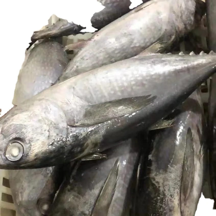 Best quality good price Malaysian Tonggol tuna for canned fish