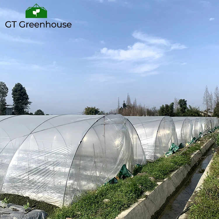 GT Agricultural Single-sapn Greenhouse Hydroponics NFT Growing Soilless Culture System For Tomato Strawberry Cucumber