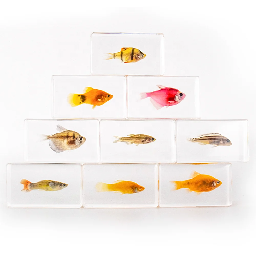 Wholesale Acrylic fish sea shell Educational Gifts Ocean Animal Collection resin epoxy Embedded Specimen wedding decor crafts