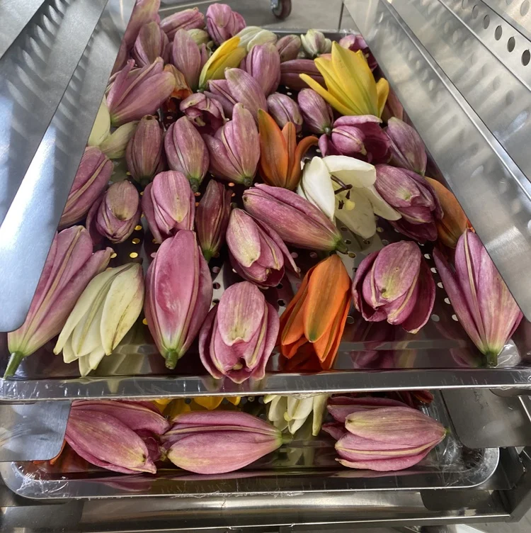 TCA 2000kg  herb freeze drying machine CE flowers freeze dryer